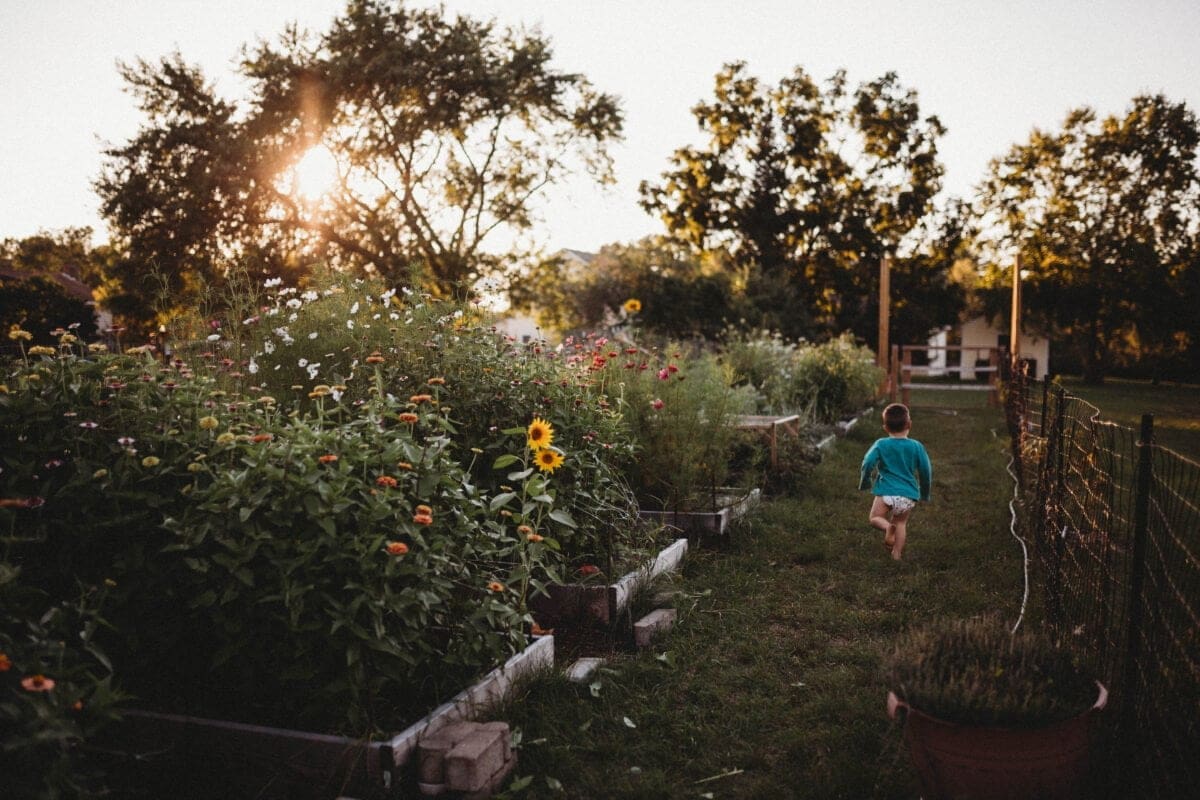 Photograph of flower garden with boy running through the grass