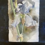 White iris watercolor